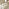 1x Iko Wood & Cream Garden Accent Chair