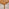 Lynton Walnut Effect Wood Dining Table with 4 Cream Beaumont Chairs